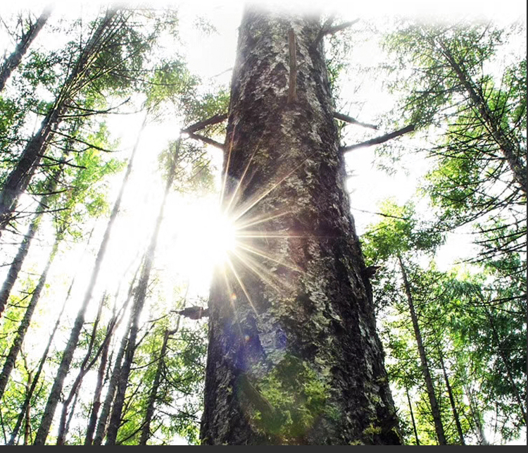 Qi快速無(wú)線充電器床頭柜花瓶無(wú)線器-09